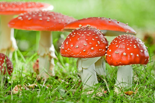 The Benefits of Medicinal Mushrooms