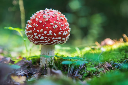 How Medicinal Mushrooms Can Improve Sleep