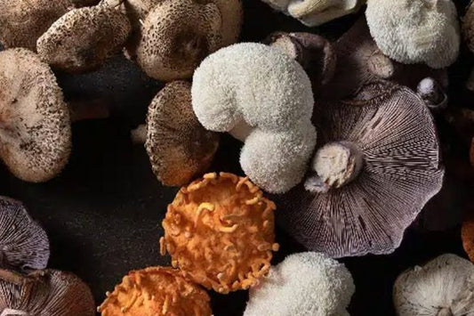Medicinal Mushrooms: A Beginner’s Guide